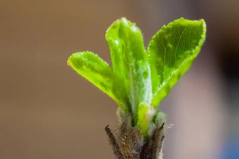 Green bud Stock Photos