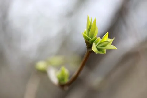 Green bud Stock-Fotos