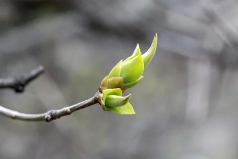 Green bud Stock Photos