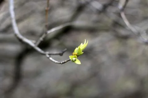 Green bud 스톡 사진