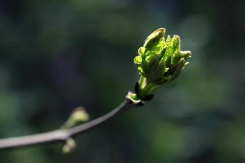 Green bud Foto stock