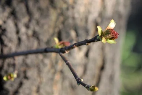 Green bud Stock Photos