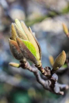 Green bud in spring Stock Photos