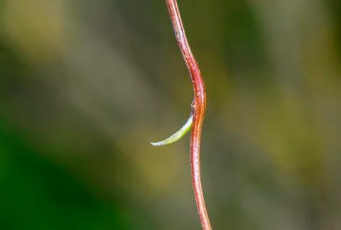 Green bud of tree grows in spring Stock Photos