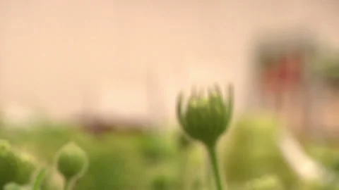 Green Budding Flower Video stock 136210753