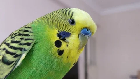 Green Budgerigar Close-Up - Cute Pet Stock Footage 101308031