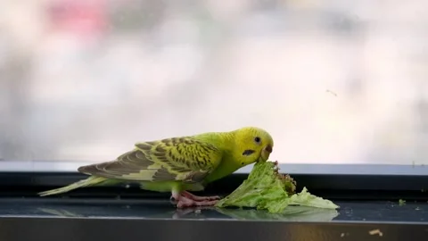 Green Budgerigar Eating Lettuce on Window Sill Stockbeeldmateriaal 325025128