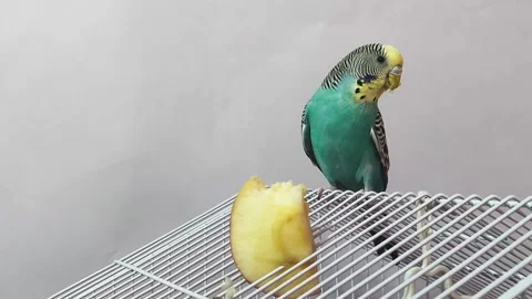 Green budgerigar eats an apple Stock Footage 192889114