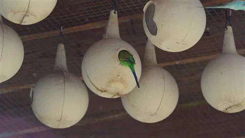 Green budgerigar entering white hanging nesting box 스톡 동영상 335227789