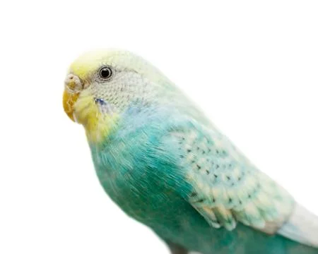 Green budgerigar isolated Stock Photos