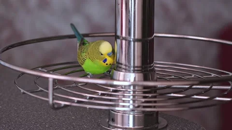 Green Budgerigar Parakeet Looking at its Reflection in Chrome Metal Pole in.. 库存影片 331565967