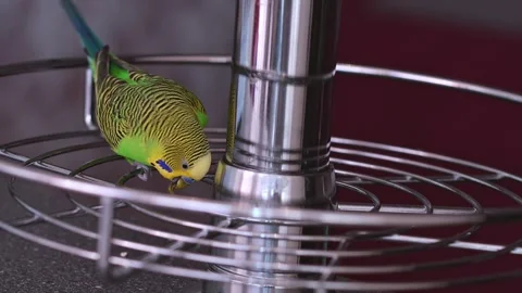 Green Budgerigar Parakeet Looking at its Reflection in Chrome Metal Pole in.. Stock Footage 331566015