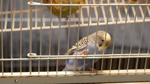 Green budgerigar parakeet perched on stick inside metal wire cage Stock Footage 336316416