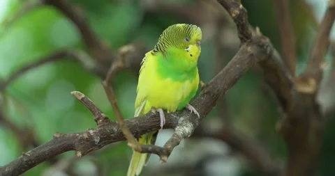 Green Budgerigar Parakeet Perches On Branch Looking Around Curiously Видео 339740867