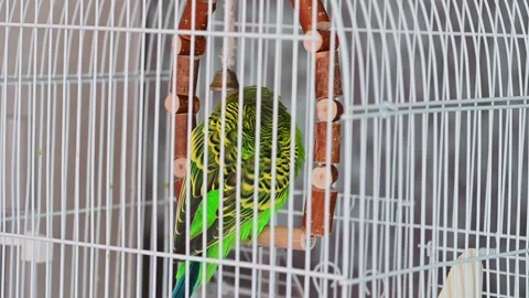 Green Budgerigar Parakeet Preening Feathers While Sitting on Wooden Swing I.. Stock Footage 331566176