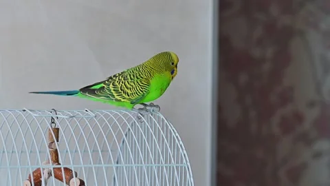 Green Budgerigar Parakeet Sitting on Top of Blue Metal Cage and Looking Awa.. Видео 331566029