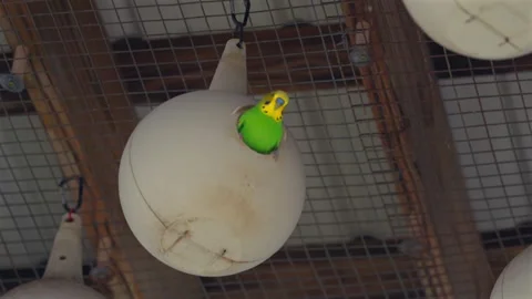 Green budgerigar peeking out of white nesting box 스톡 동영상 335227799