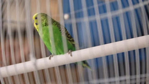 Green budgerigar perching inside a white birdcage 스톡 동영상 321463521