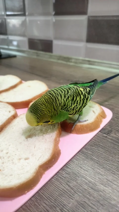 A green budgie eats bread on the table. Vertical video Stock Footage 264593129