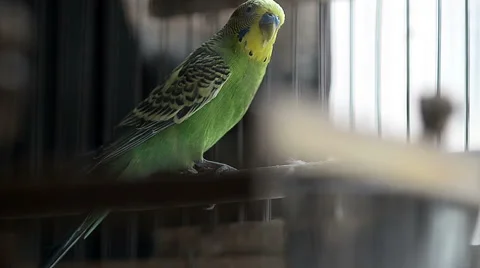 Green budgie Stock Footage 50517270