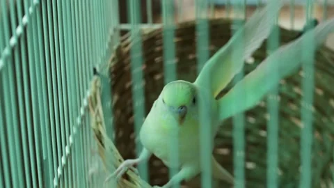 Green Budgie Parakeet Perched in Wire Cage with Woven Basket Видео 341373673