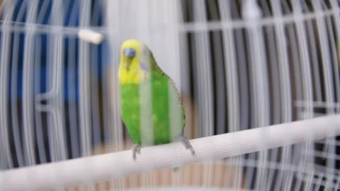 Green budgie parrot perching inside a cage Stock Footage 321463540