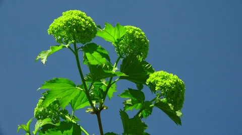Green buds on the background of blue sky. 4K. Stock Footage 38623856
