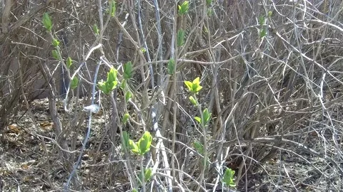 Green buds blossoming on a tree close up 4K Stock Footage 132428777