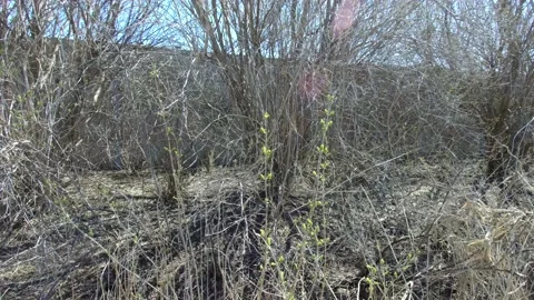 Green buds blossoming on a tree in front of trees - 4K Stock-Footage 132521213
