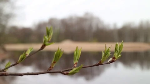 Green buds on the branches of mountain ash Stock Footage 75863869