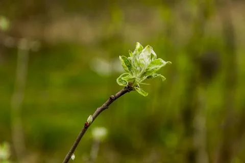 Green buds on branches Stock Photos