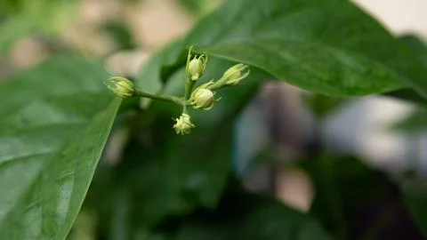 Green buds closeup on leaf, fresh botanical growth concept. Stock Photos