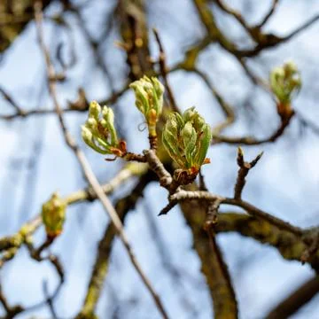 Green buds emerging on tree branch in spring Stock Photos
