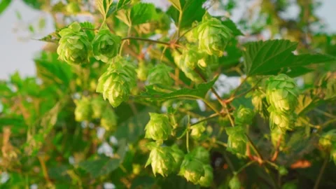 Green buds of growing hops in the sun. Stock Footage 248461749