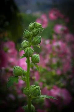 Green buds Stock Photos