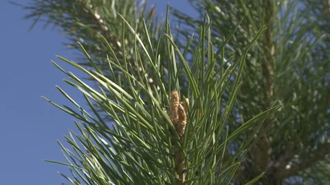 Green Buds Of Pine. Closeup. Stock Footage 89152114