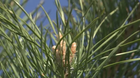 Green Buds Of Pine. Closeup. Vidéo 89152342