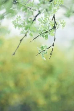 Green Buds on Spring Tree Branches Close Up Foto stock