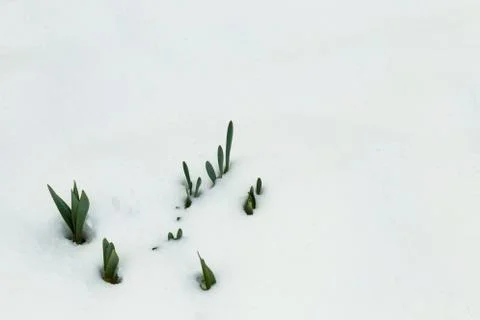 Green buds sprouting through the spring snow Stockfoto's