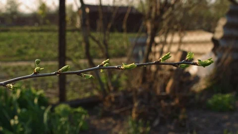 Green buds on thin branch Stock Footage 107478338
