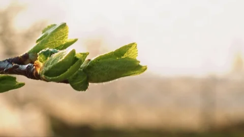 Green buds on thin branch Stock Footage 107478622