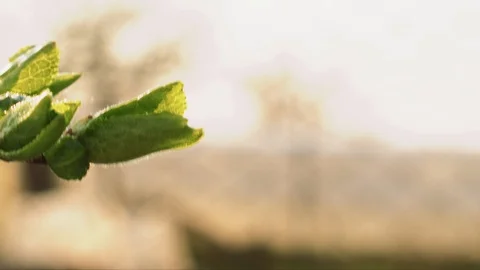 Green buds on thin branch Stock Footage 107479233