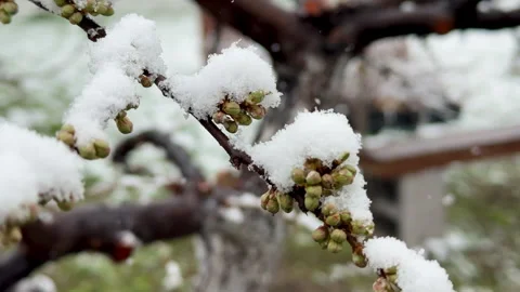 Green buds on a tree branch surrounded by snow after unexpected cold snap in Stock Footage 306147656