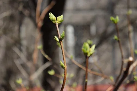 Green Buds of trees close-up indicating the arrival of April and warmth. Stock Photos