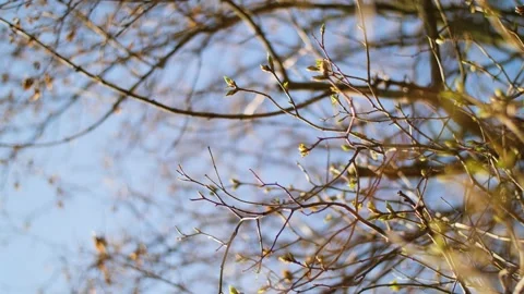 Green buds on trees during a beautiful and warm day in early spring. Stock Footage 149602376