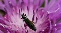 Green Bug 8335a HD Footage