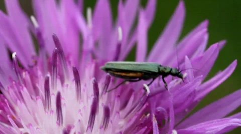 Green Bug 8335b Stock Footage