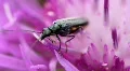 Green Bug 8340 HD Footage