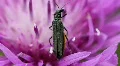 Green Bug 8342a HD Footage