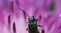 Green Bug 8342b HD Footage